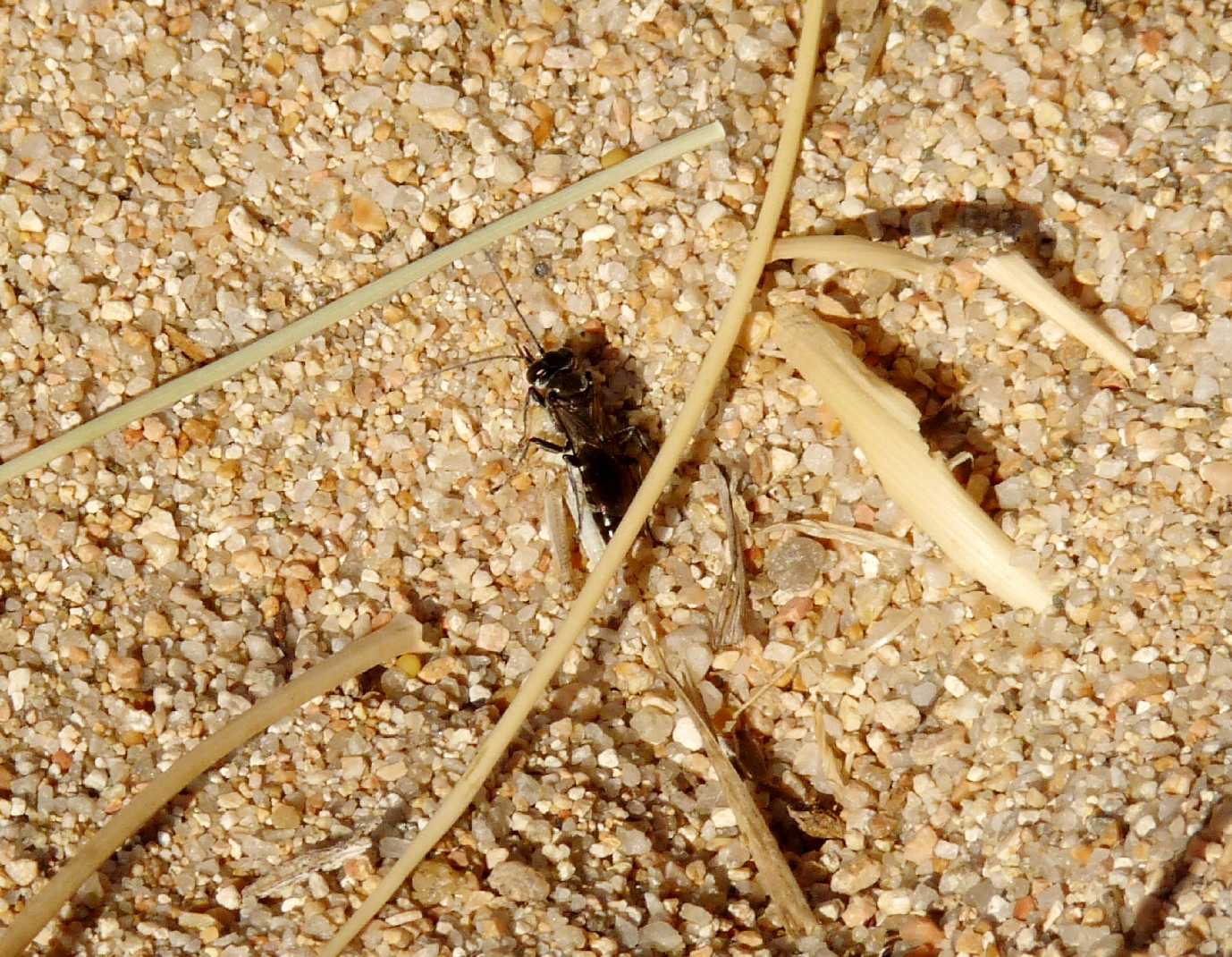 Cacciatore di cavallette Tachysphex fugax ♀